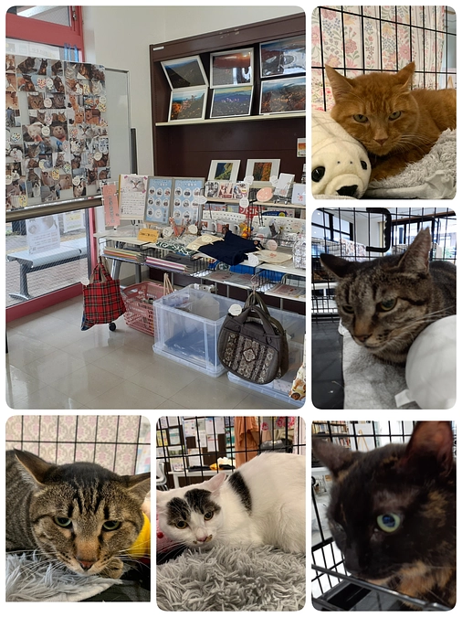 連休中の各種お見合い会・マルシェについてのご報告