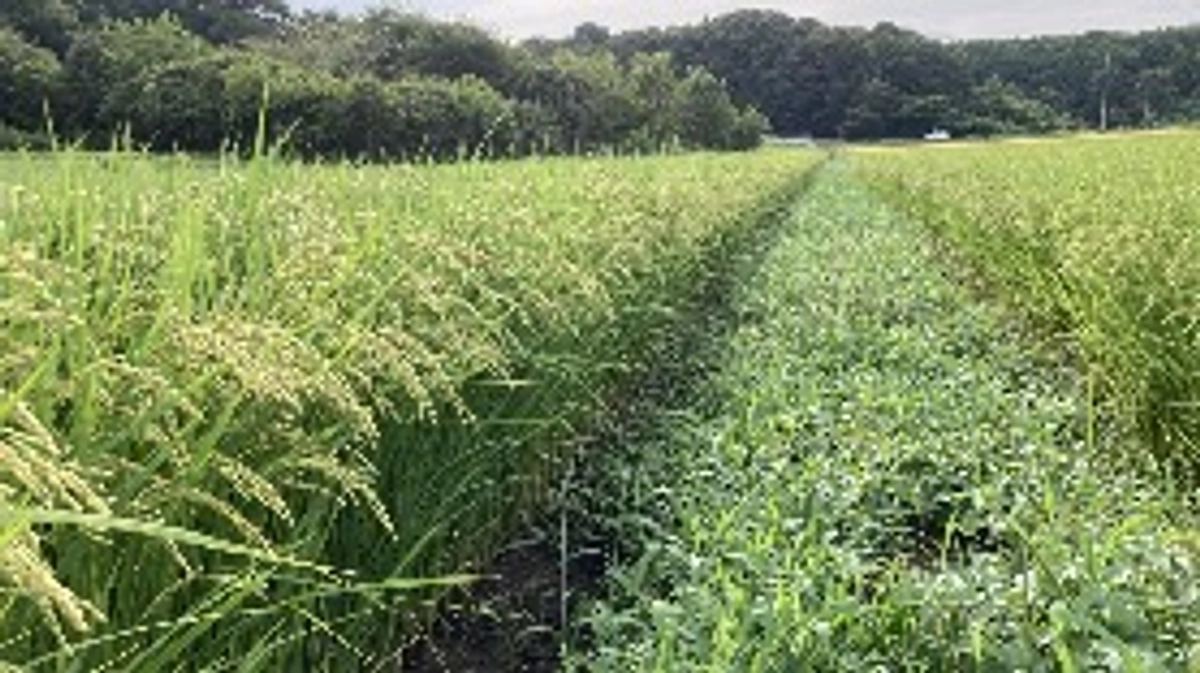 二十四節気、処暑から白露へ。七十二候、草露白(くさのつゆしろし)へ。