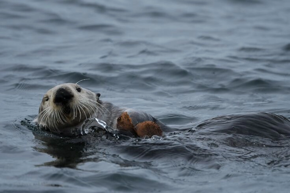 研究仲間のクラファン宣伝