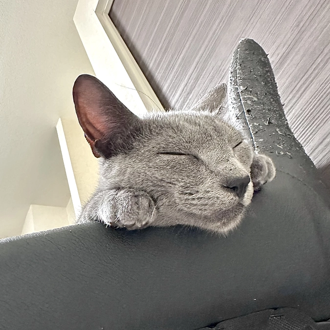 投薬71日目（毛並みが…😢）