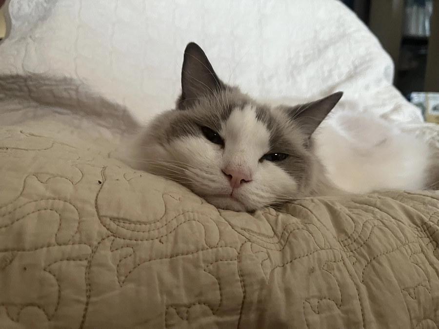 1221 ソラの点滴セットとお薬貰いに行きました