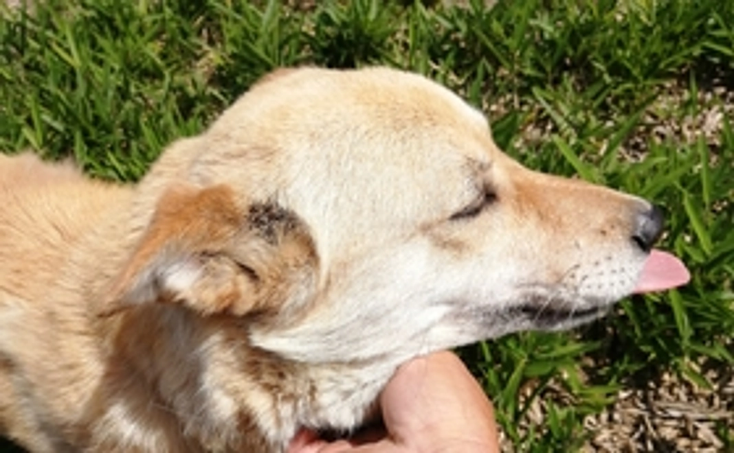 感謝のお手紙と社長(ちび太。犬)の生写真