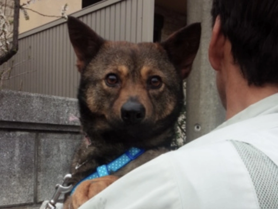私達の強み。野犬は人にとって害で、生きていてはいけないという考えに対する具体的なanswer