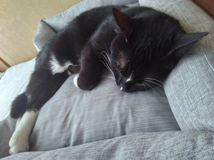 6/20はなちゃんの様子(発作あり)