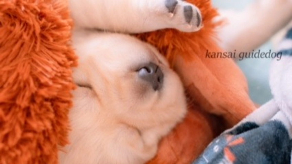 夢みるパピー(2024/02/12）