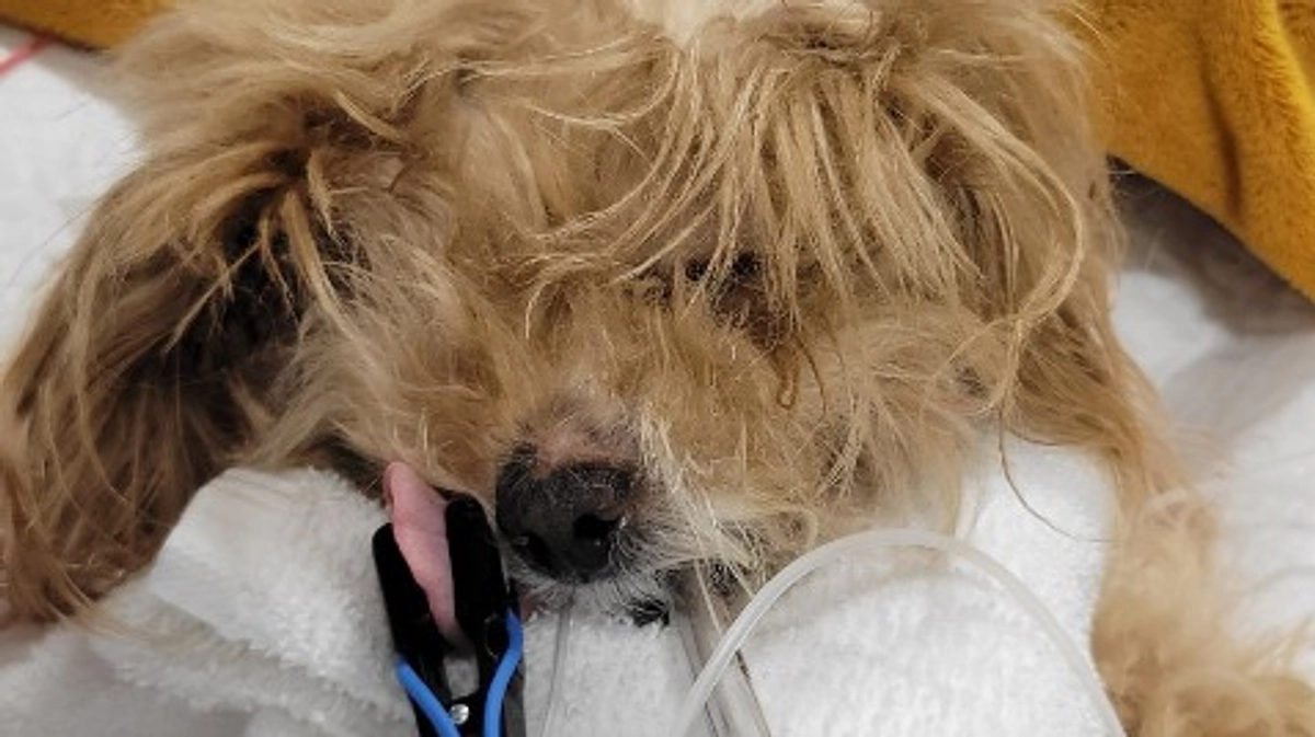 応援ありがとうございます。