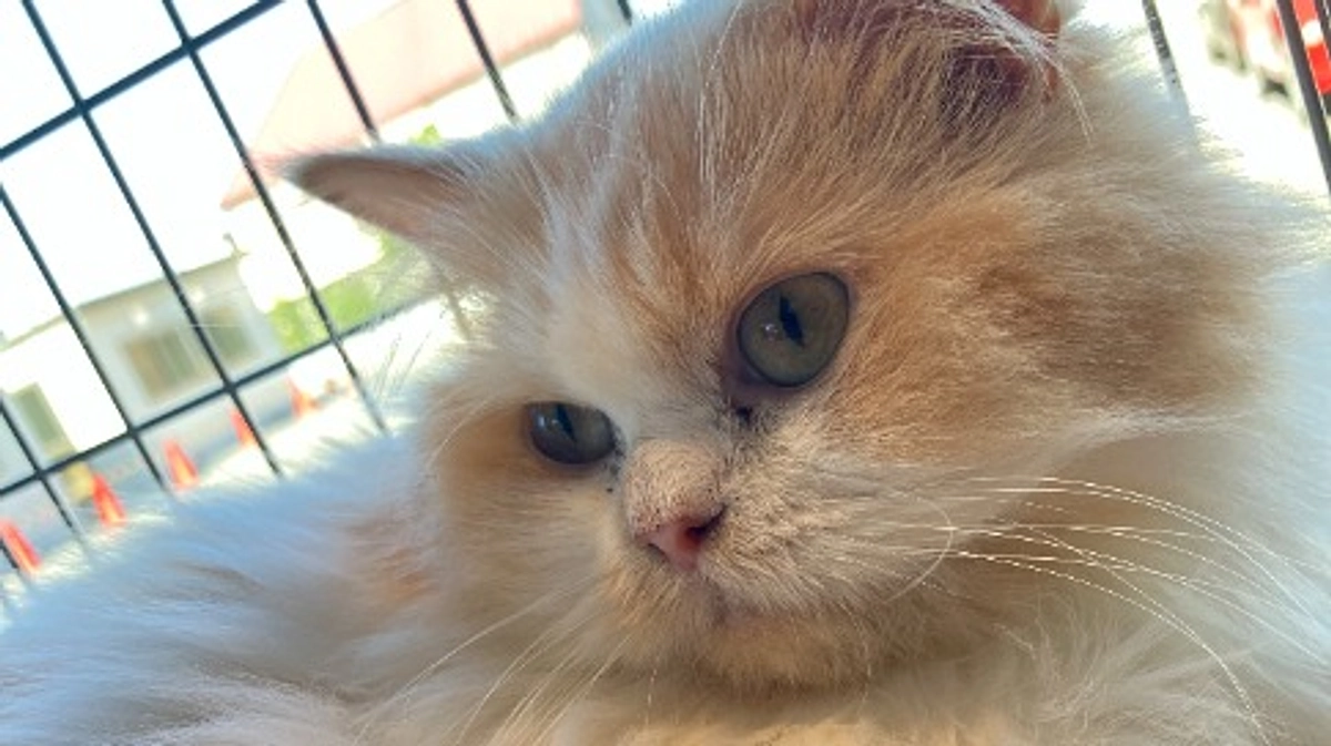 里親さん募集中のぷりちゃんのお話