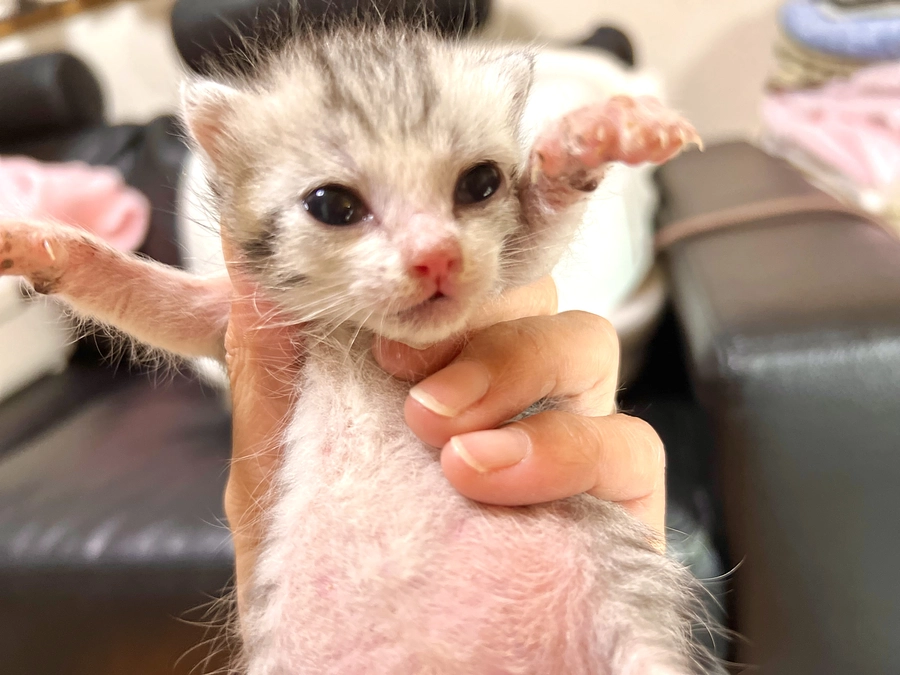 二階の床張り完了です！