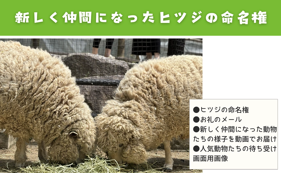 【活動報告⑪】超限定リターンの紹介：新しく仲間になったヒツジの命名権