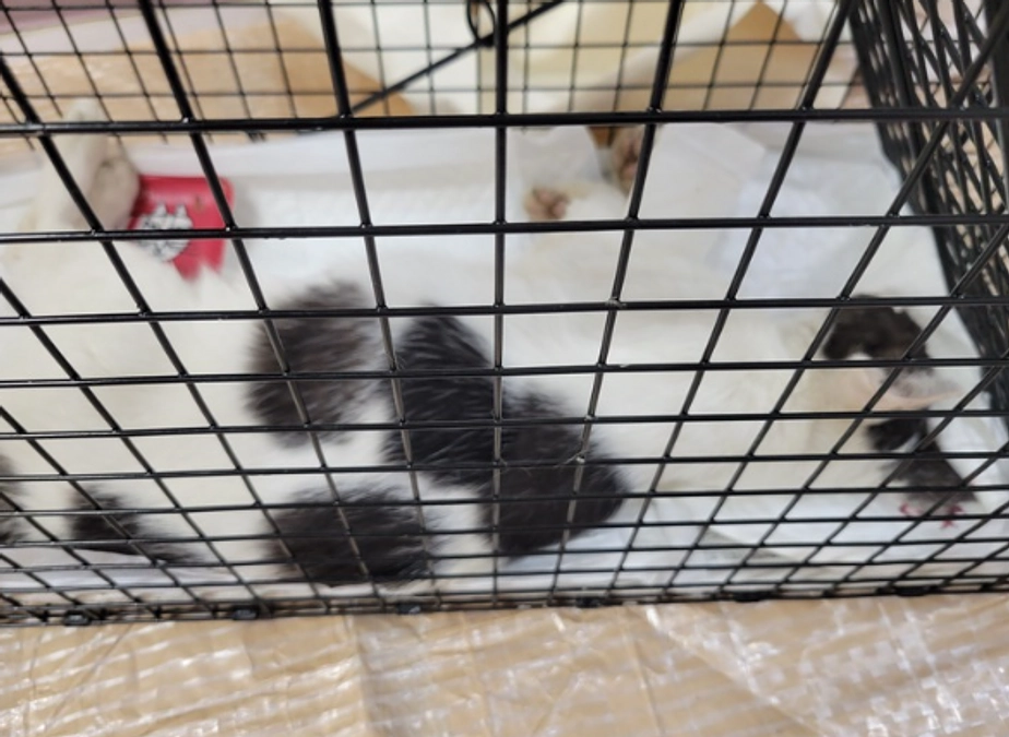 今日は週一のオペの日です！お腹の中にカエルがいた子のお話。