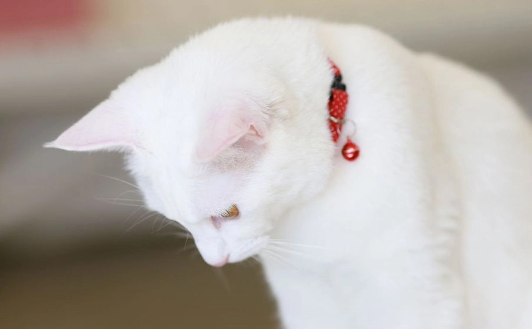 毎月5000円コース