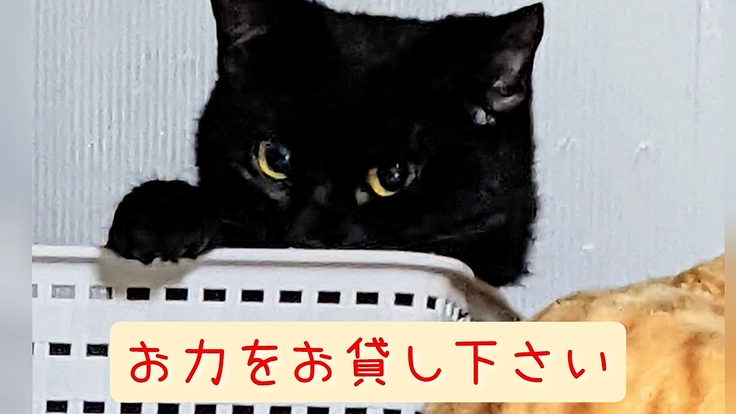 緊急！仙台、飼い主に置き去りされた未不妊の猫40匹を助けて下さい！
