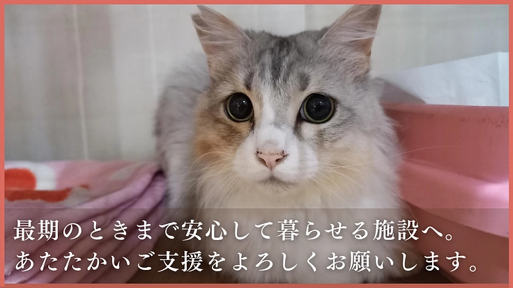 アニマルサードアイズ│生き場を失くした老猫や傷病猫にも幸せな生涯を 5枚目