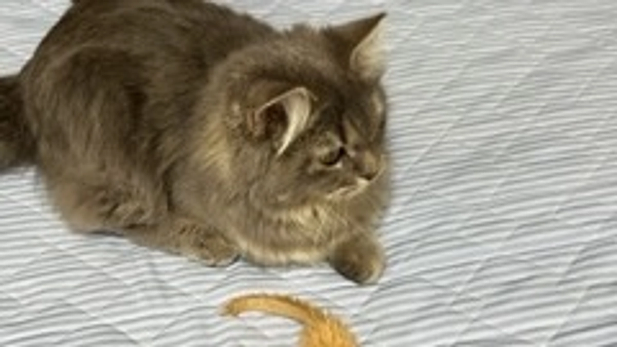 9/24  闘病28日目