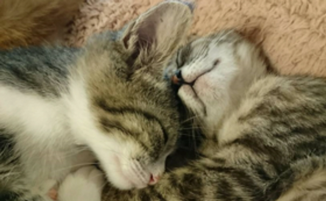 猫カフェうたたねオリジナル「ネコパトロン」会員証＆猫カフェご招待券