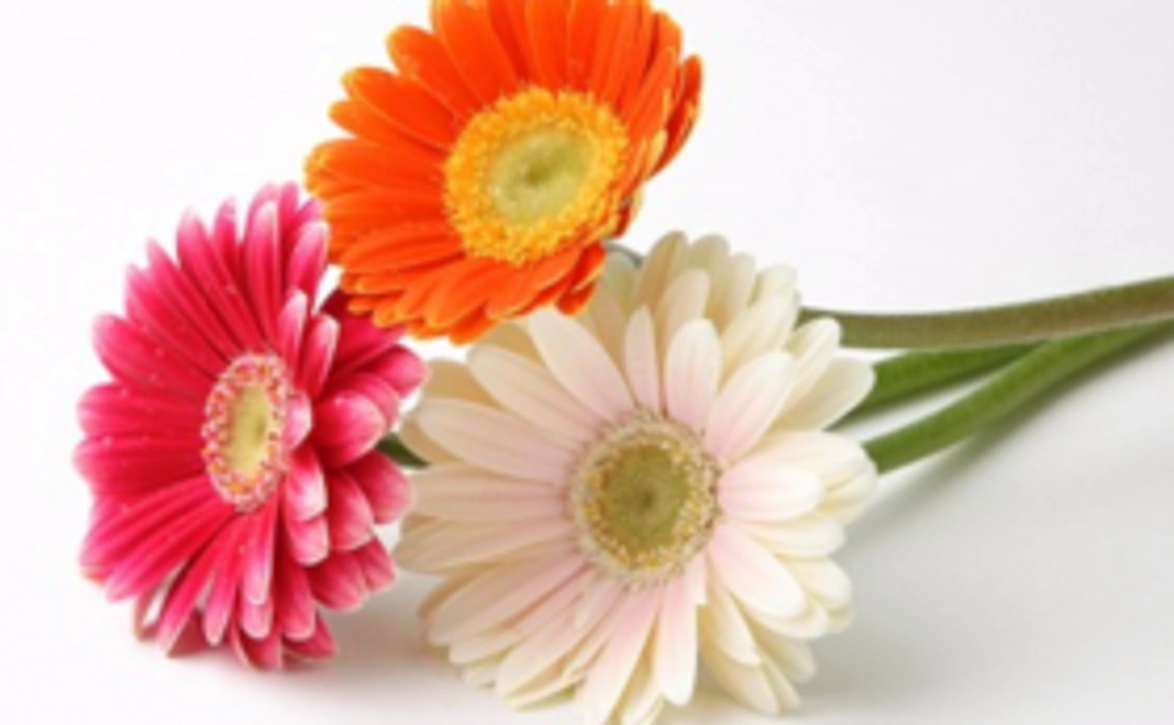 サンクスレター