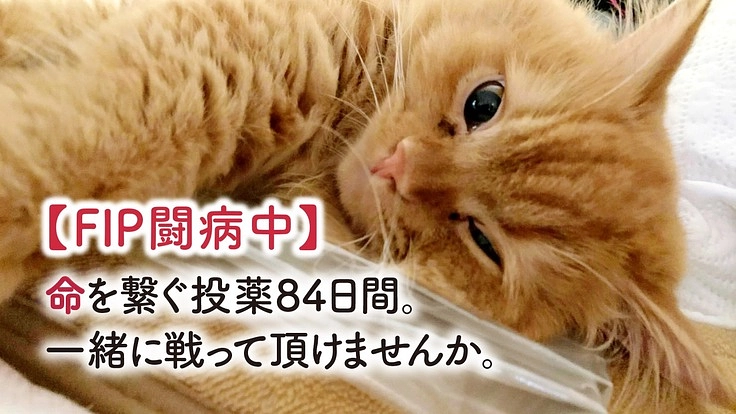猫伝染性腹膜炎【FIP】治療費のご支援をよろしくお願い致します。