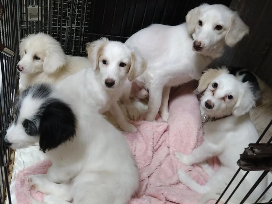 本日2025クラファン最終日　里親さまからのメッセージ　チャイとルルンのご家族より