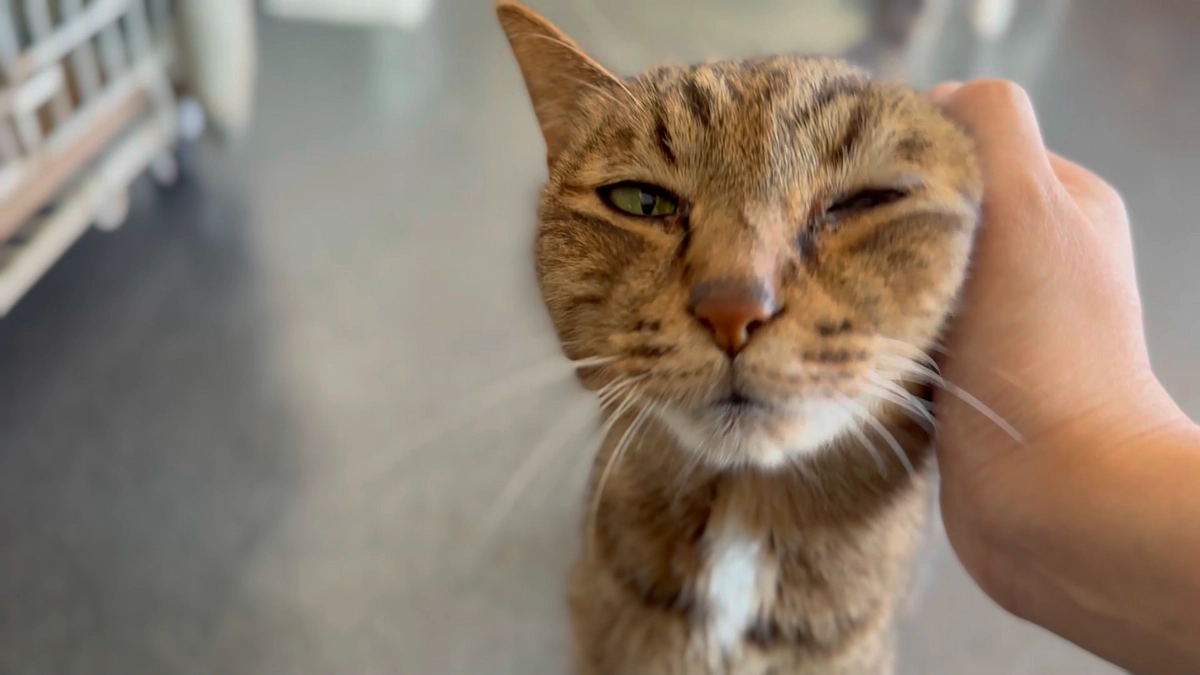 新たにカフェにお迎えする２匹が決まりました！