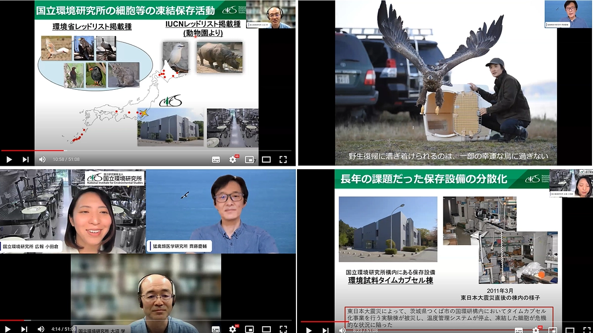 【動画公開】猛禽類医学研究所 齊藤慶輔×国立環境研究所 大沼学  〜希少猛禽類の保全と細胞保存