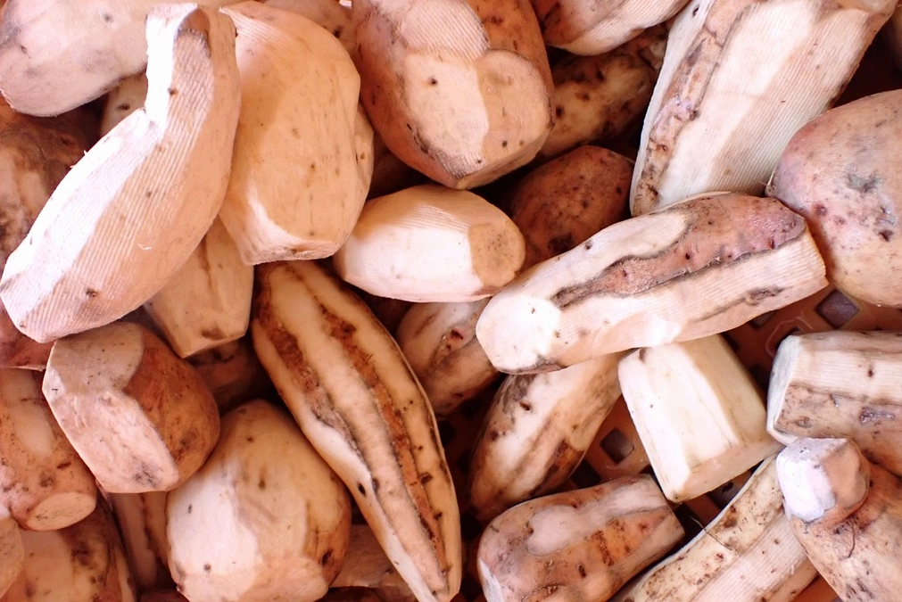 今年も小芋に泣かされました