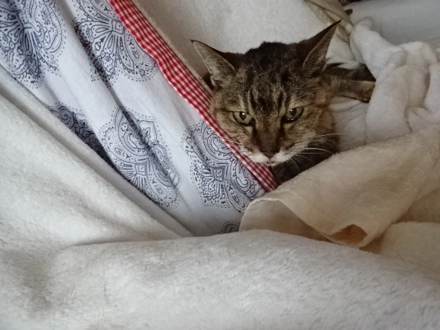 diary Vol.71　しまちゃん日誌。