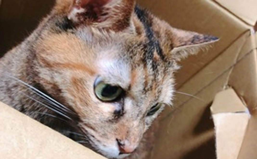 感謝のメール（写真1枚付き）