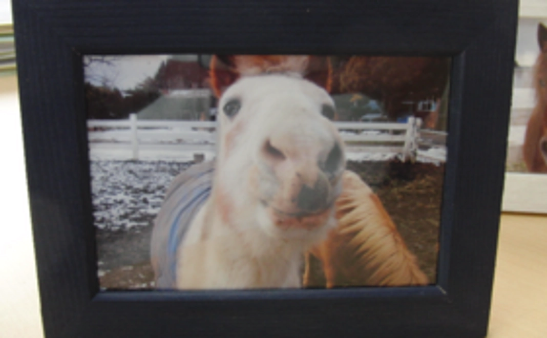 1口馬主になって応援コース