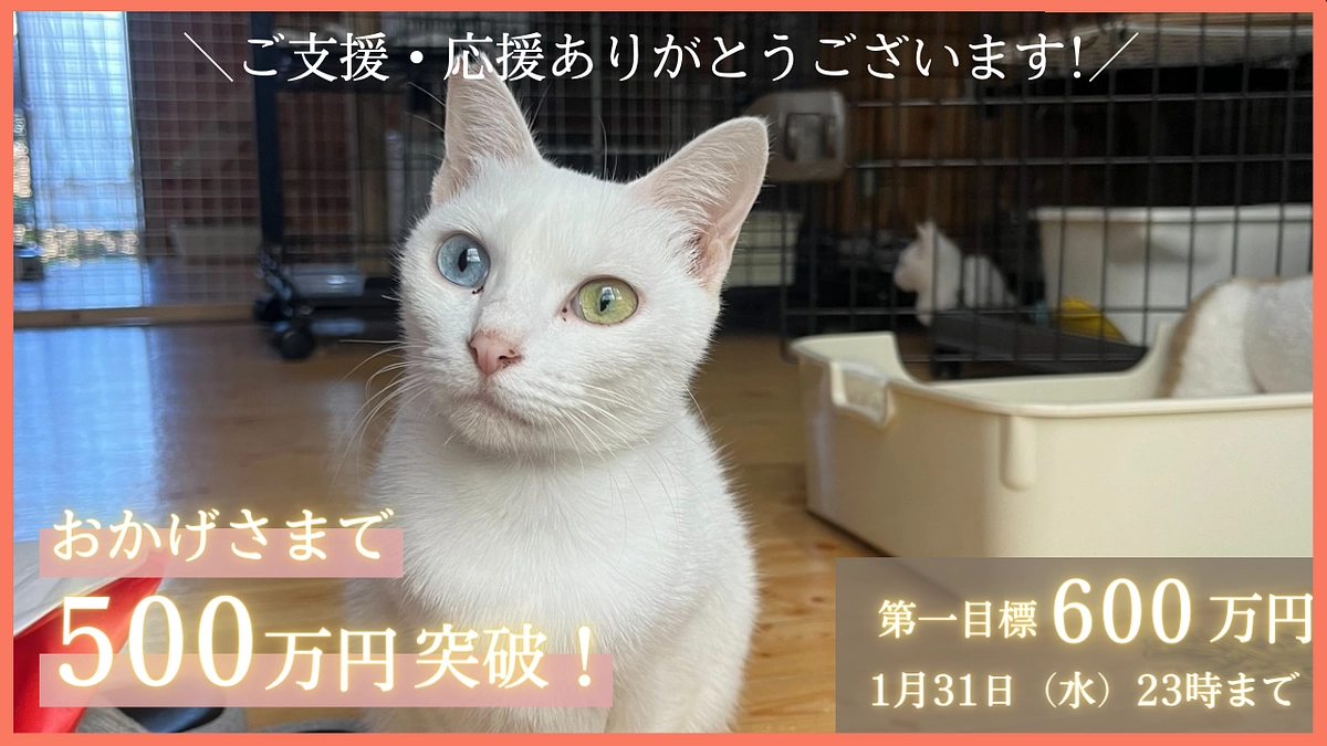 【500万円突破！】第一目標の600万円まであともう一息！情報の拡散をお願いします！