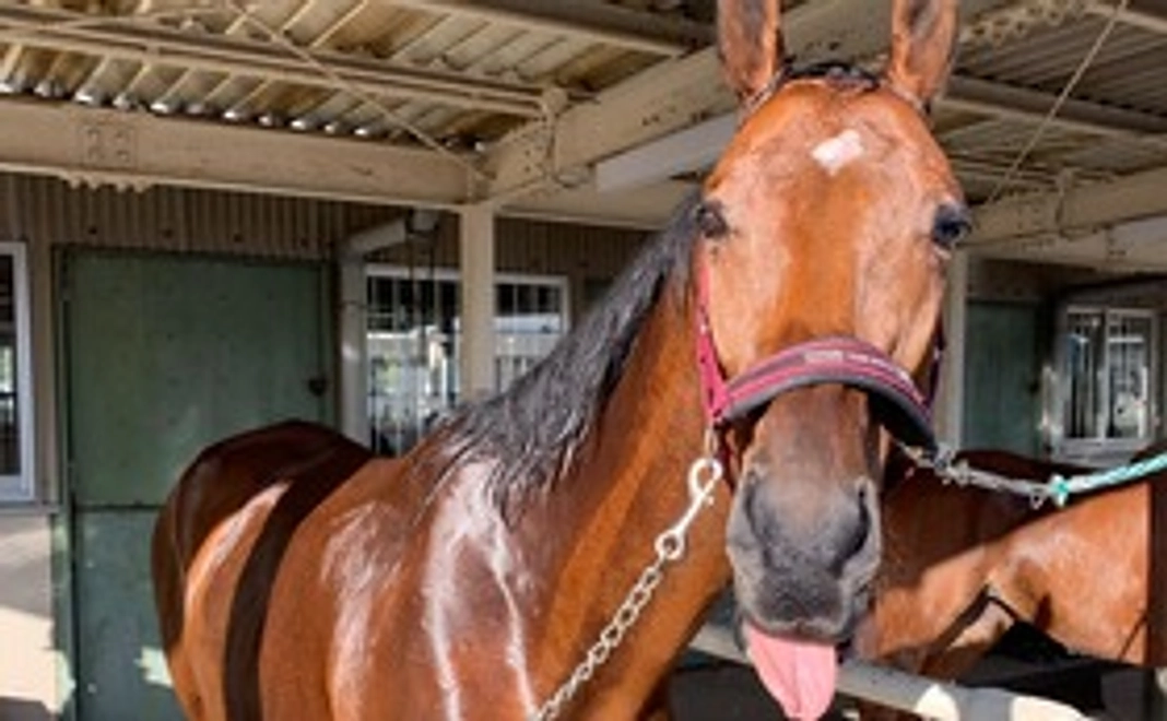 [5000円]  引退競走馬にセカンドキャリアを