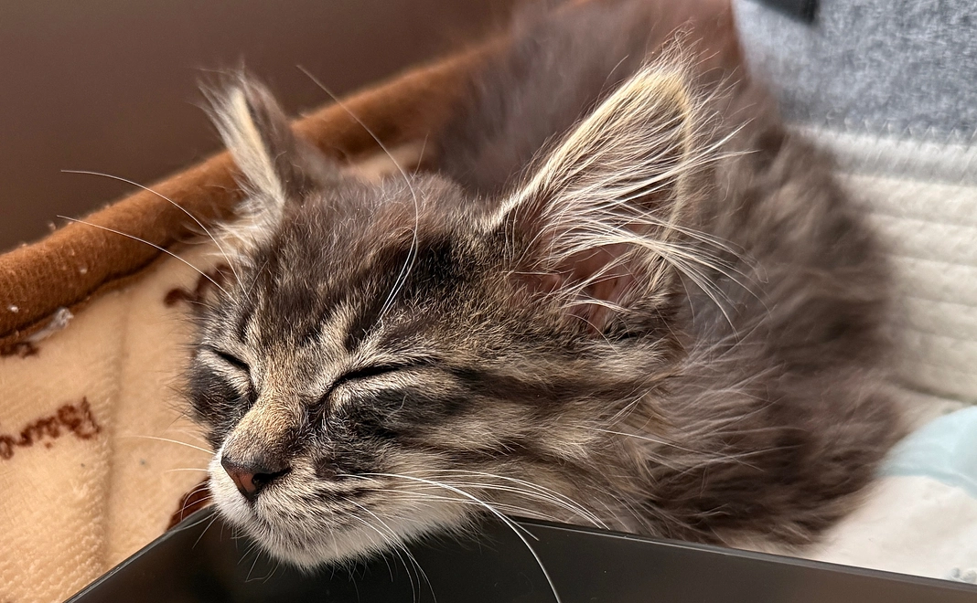 ジジ応援プラン①