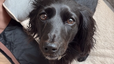 1年で4回の手術…元保護犬 六花の頻発性ヘルニアの治療費を集めたい のトップ画像