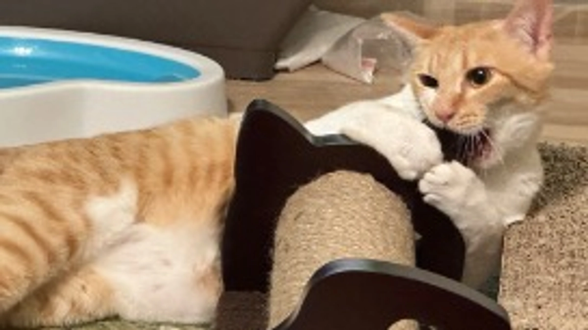 経過観察19日目〜22日目（5/30〜6/2）