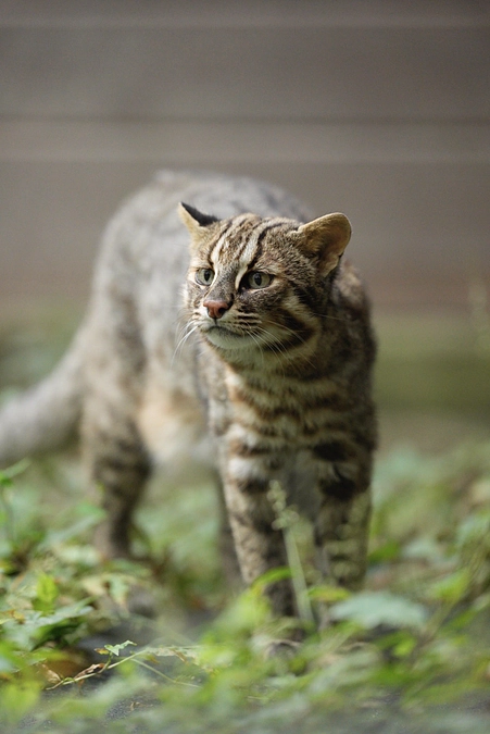 やべっちの現地リポート(５)