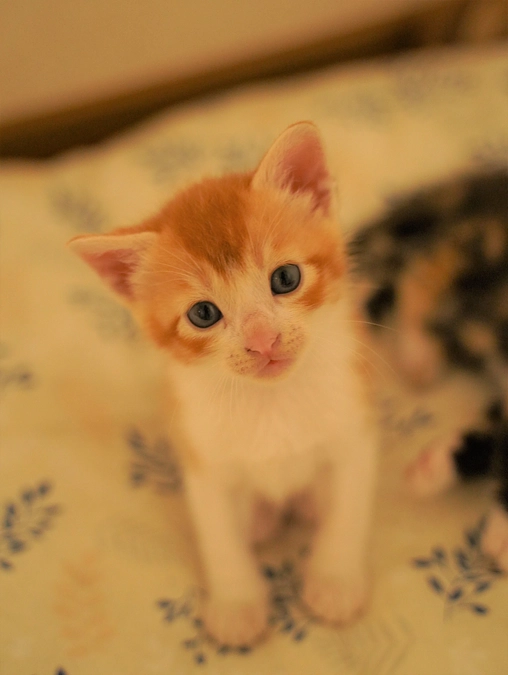 チャビちゃんの子(壱)