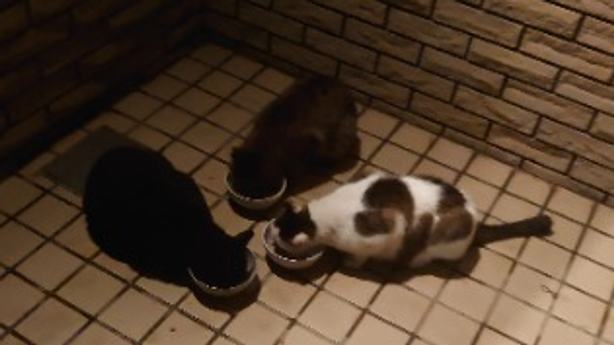 最近　出てこない仔が数匹います。