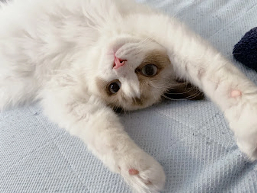 クラウドファンディング達成のご報告