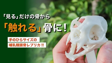 見るだけの骨から、触れる骨へ｜手のひらサイズの哺乳類頭骨レプリカ のトップ画像