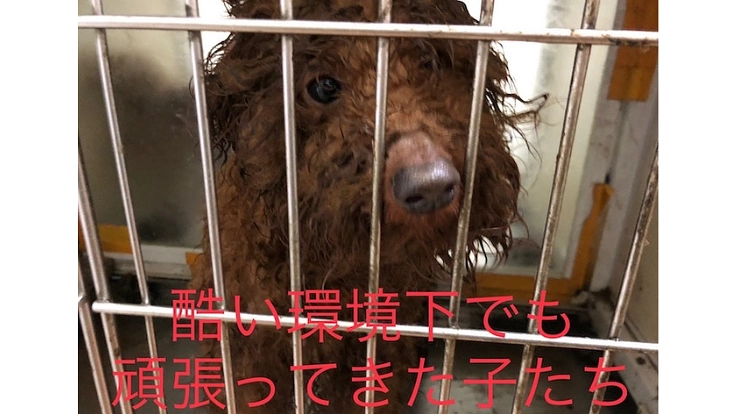 殺処分をなくし大切な命を救う為のシェルター建設にご協力ください! 3枚目