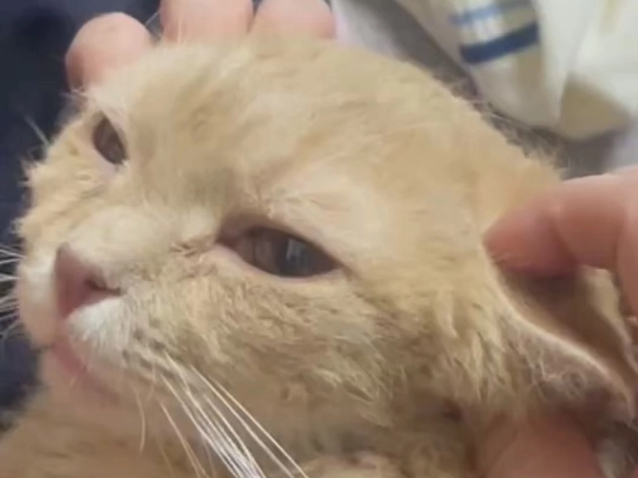 【あと21日】絶対にあきらめない