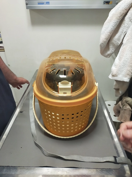 猫風邪、結膜炎の子猫達