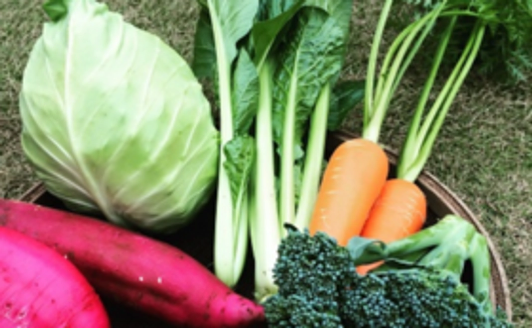 【畑から新鮮野菜をお持ち帰りで応援！】