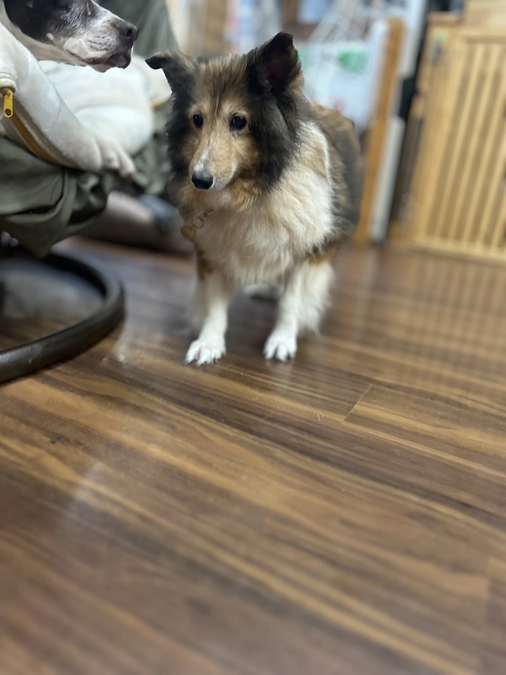 看取りボランティア22号「うた」のご紹介です。