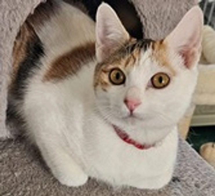 会いに行けるアイドル！　3月16日　｜　次回一斉手術　３月21日　