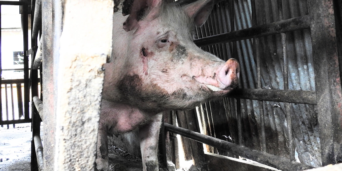 工場畜産の中で苦しむ豚たち