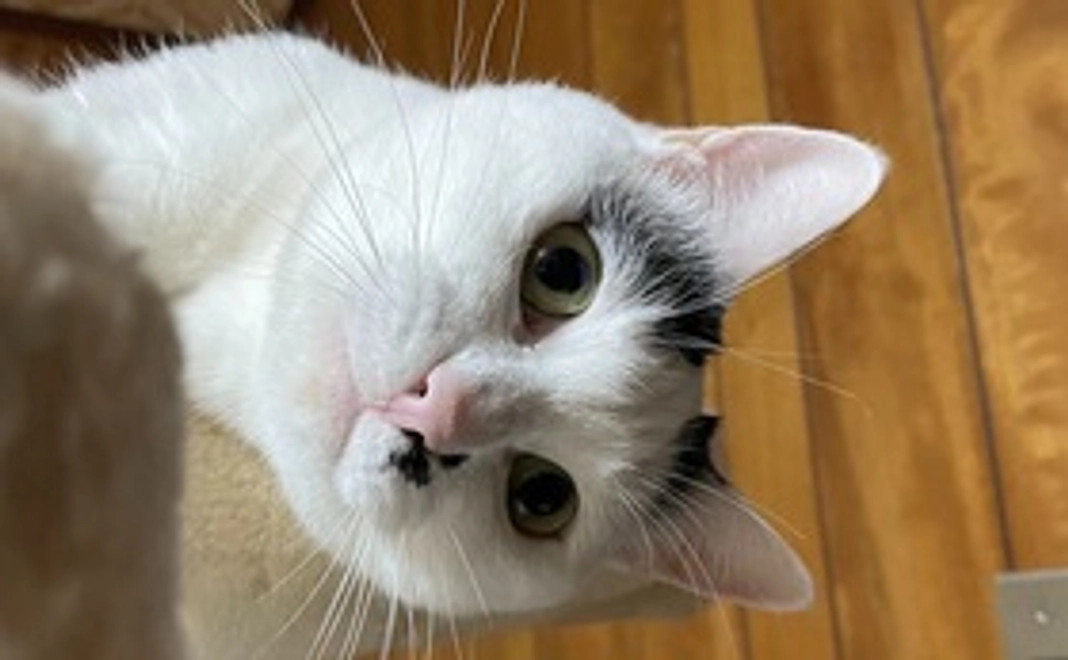 保護猫カレンダー