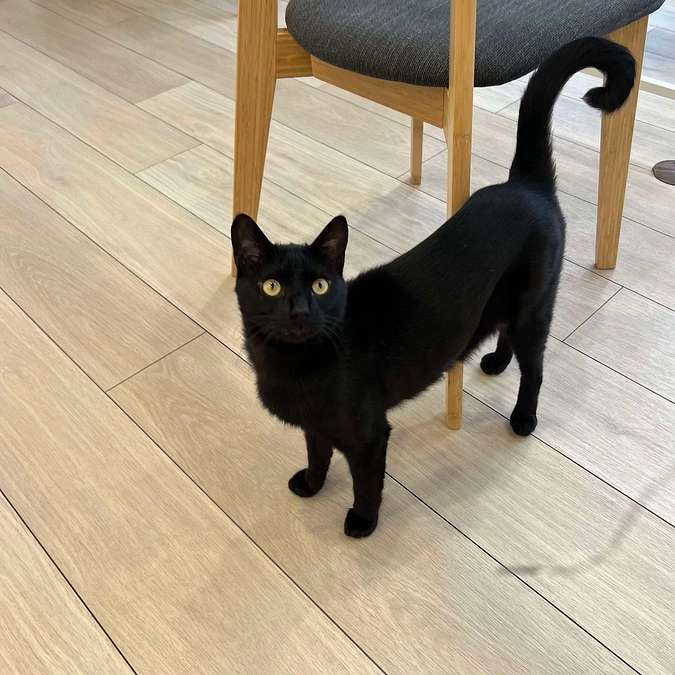 黒猫プーマの忘れられない日。「東京で新しい家族ができたよ。ぼくは元気だから心配しないで」