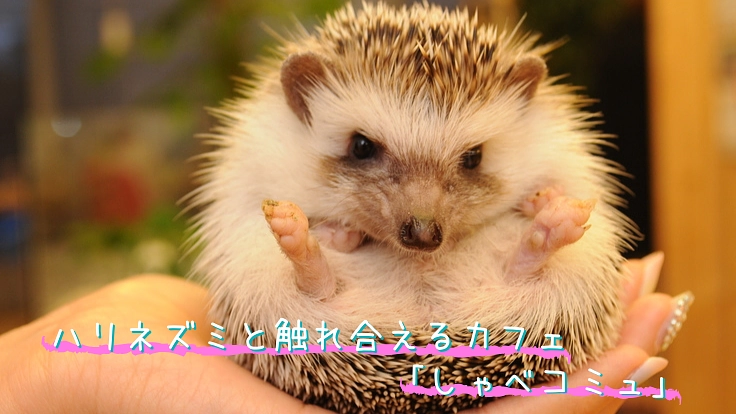 コロナショックに負けず、ハリネズミたちと癒しの空間を守りたい