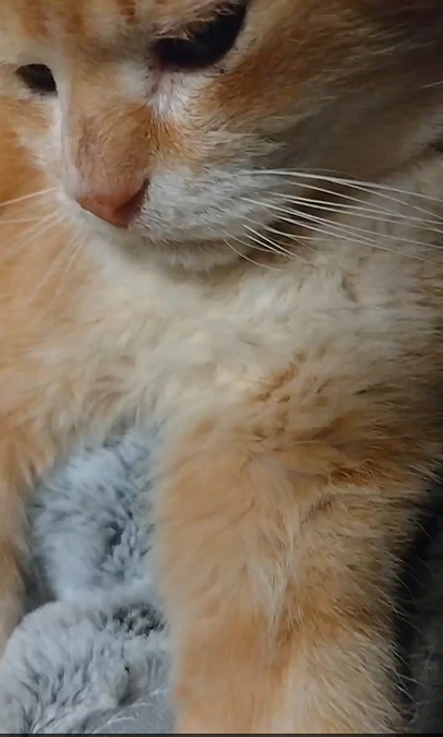 頑張ってる猫たち