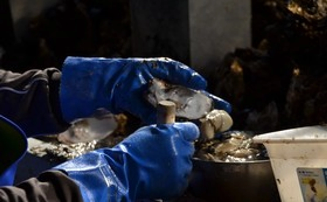 荻浜を応援する！浜で捕れた牡蠣を御礼にお送りいたします！